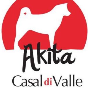 Cuccioli di akita vaccinati in provincia di macerata