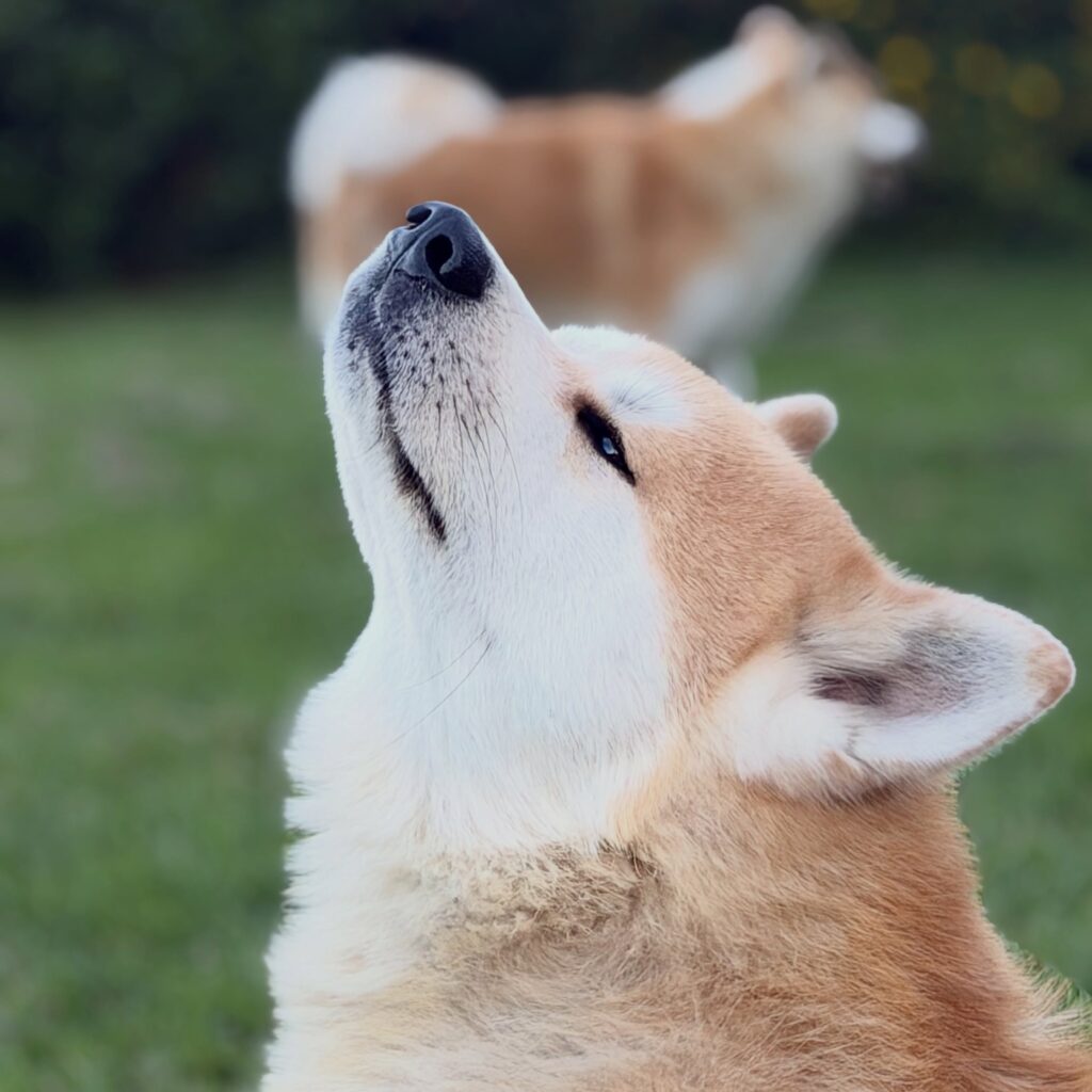 Dove adottare cuccioli di cane lupo giapponese a monte san giusto